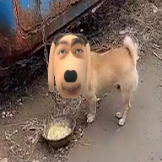 炫狗盒app安卓版